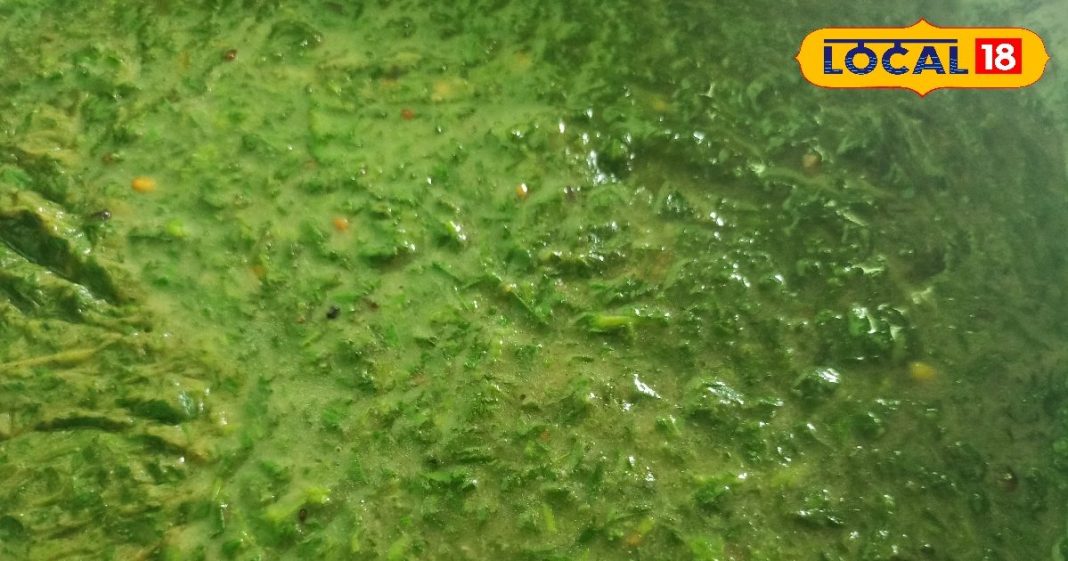 छतरपुर में मशहूर है ये चने की भाजी, घर पर बनाने का जानें आसान तरीका