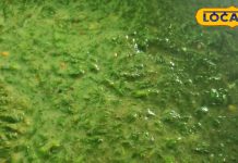 छतरपुर में मशहूर है ये चने की भाजी, घर पर बनाने का जानें आसान तरीका