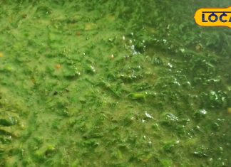 छतरपुर में मशहूर है ये चने की भाजी, घर पर बनाने का जानें आसान तरीका