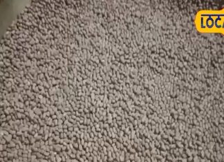 शरीर को फौलादी बना देगी ये चमत्कारी दाल! मांसपेशियों का दर्द होगा गायब, सर्दियों में करेगी औषधि का काम