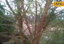 बड़ा ही दमदार है यह साधारण सा पेड़, आंतों के सूजन से लेकर मोटापा को कर देता छूमंतर, और भी हैं कई फायदे