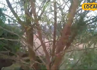 बड़ा ही दमदार है यह साधारण सा पेड़, आंतों के सूजन से लेकर मोटापा को कर देता छूमंतर, और भी हैं कई फायदे