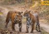 दिल्ली से कुछ घंटों की दूरी पर है UP का ये टाइगर रिजर्व… क्रिसमस पर बनाएं घूमने का प्लान