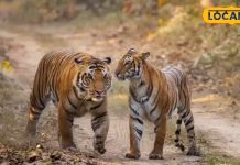 दिल्ली से कुछ घंटों की दूरी पर है UP का ये टाइगर रिजर्व… क्रिसमस पर बनाएं घूमने का प्लान