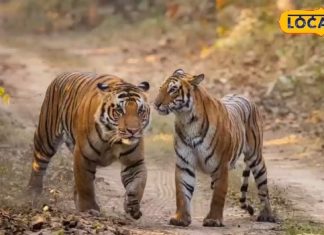 दिल्ली से कुछ घंटों की दूरी पर है UP का ये टाइगर रिजर्व… क्रिसमस पर बनाएं घूमने का प्लान