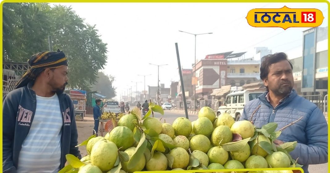 धौलपुर में राजस्थान के इस शहर की अमरूद की धूम, रोजाना इतनी है खपत