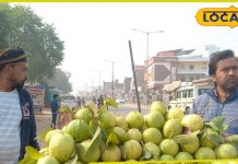 धौलपुर में राजस्थान के इस शहर की अमरूद की धूम, रोजाना इतनी है खपत