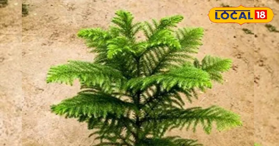 क्रिसमस डे के दिन पूजे जाने वाले इस पेड़ में देवी लक्ष्मी का वास! आयुर्वेद में भी कई बीमारियों का रामबाण इलाज