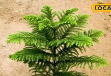 क्रिसमस डे के दिन पूजे जाने वाले इस पेड़ में देवी लक्ष्मी का वास! आयुर्वेद में भी कई बीमारियों का रामबाण इलाज