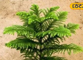 क्रिसमस डे के दिन पूजे जाने वाले इस पेड़ में देवी लक्ष्मी का वास! आयुर्वेद में भी कई बीमारियों का रामबाण इलाज