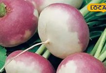 ठंड में ही मिलती है ये सब्जी, थकान-कमजोरी से लेकर खांसी, बीपी, सहित तमाम रोगों में है फायदेमंद