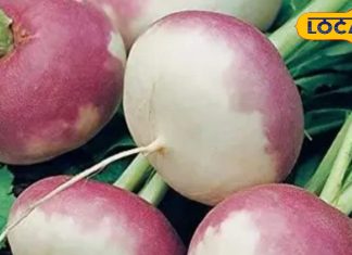 ठंड में ही मिलती है ये सब्जी, थकान-कमजोरी से लेकर खांसी, बीपी, सहित तमाम रोगों में है फायदेमंद