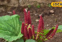 हिमालय में उगता है यह करामाती पौधा, दवाईयों का है बाप, हार्ट अटैक से लेकर कैंसर तक से करता है बचाव