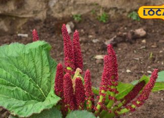 हिमालय में उगता है यह करामाती पौधा, दवाईयों का है बाप, हार्ट अटैक से लेकर कैंसर तक से करता है बचाव