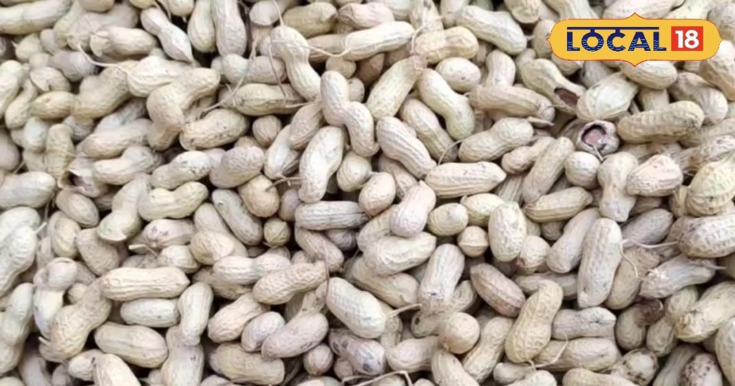 गरीबों का बादाम नहीं…जवान और बुजुर्गों के लिए सेहत की खान है मूंगफली, आज तक नहीं जानते होंगे इसके ये फायदे
