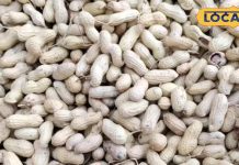 गरीबों का बादाम नहीं…जवान और बुजुर्गों के लिए सेहत की खान है मूंगफली, आज तक नहीं जानते होंगे इसके ये फायदे