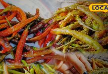 Special Pickle: असरदार है भरतपुरी मिर्च का अचार, लाजवाब स्वाद के साथ सेहत का बेजोड़ मेल, देशी स्टाइल में होता है तैयार