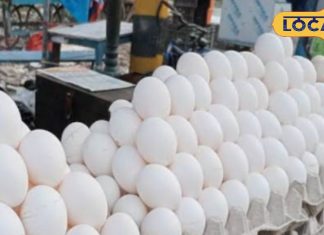 क्या आप जानते हैं सर्दी में अंडे के फायदे? रॉकेट की रफ्तार से बढ़ रहे दाम, जानें रेट