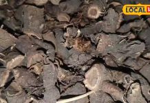 बुखार से लेकर फेफड़े का इंफेक्शन तक ठीक कर देती है अंजबर, खून साफ करने के साथ ही बढ़ाता है दिमागी मजबूती