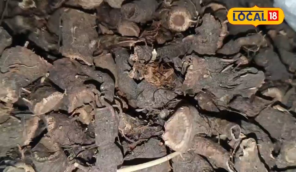 बुखार से लेकर फेफड़े का इंफेक्शन तक ठीक कर देती है अंजबर, खून साफ करने के साथ ही बढ़ाता है दिमागी मजबूती