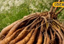 महिलाओं के लिए वरदान है ये जड़ी-बूटी… स्ट्रेस कर देगा गायब! और फायदे जान हो जाएंगे हैरान