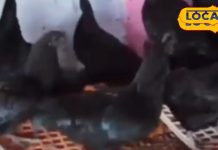 सर्दियों में कड़कनाथ मुर्गे का जलवा, सेहत-स्वाद और इम्यूनिटी बूस्ट का बेजोड़ विकल्प