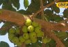 Amla Benefits: विटामिन C का खजाना है भगवान विष्णु का ये प्रिय फल, खाने से छूमंतर होगी पेट की बीमारी, रोशनी बढ़ाने में कारगर