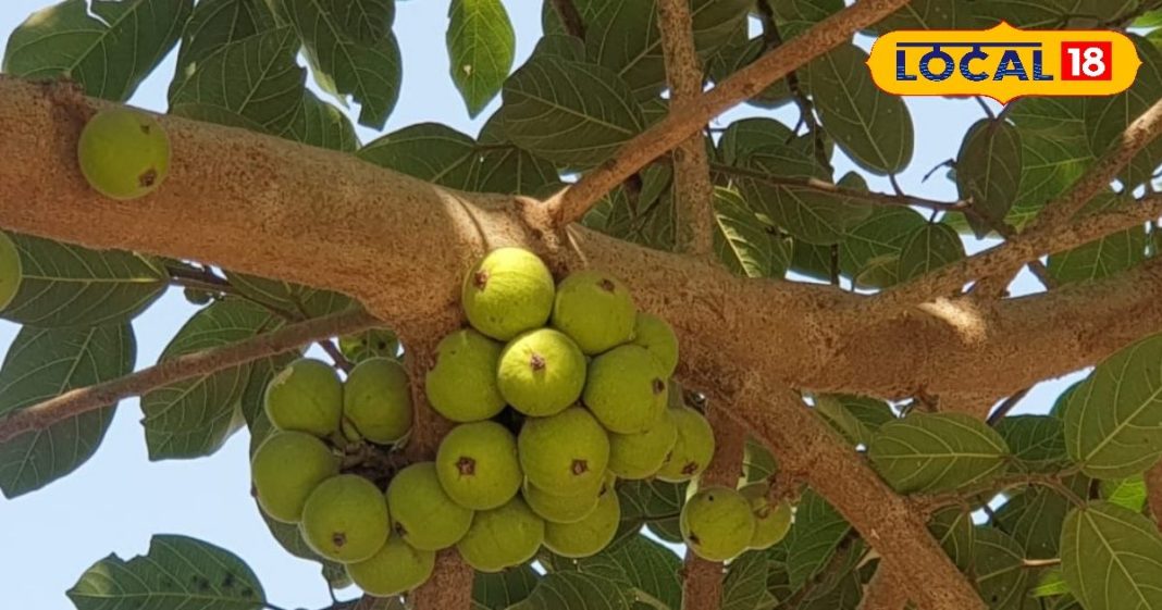 Amla Benefits: рд╡рд┐рдЯрд╛рдорд┐рди C рдХрд╛ рдЦрдЬрд╛рдирд╛ рд╣реИ рднрдЧрд╡рд╛рди рд╡рд┐рд╖реНрдгреБ рдХрд╛ рдпреЗ рдкреНрд░рд┐рдп рдлрд▓, рдЦрд╛рдиреЗ рд╕реЗ рдЫреВрдордВрддрд░ рд╣реЛрдЧреА рдкреЗрдЯ рдХреА рдмреАрдорд╛рд░реА, рд░реЛрд╢рдиреА рдмреЭрд╛рдиреЗ рдореЗрдВ рдХрд╛рд░рдЧрд░