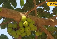Amla Benefits: विटामिन C का खजाना है भगवान विष्णु का ये प्रिय फल, खाने से छूमंतर होगी पेट की बीमारी, रोशनी बढ़ाने में कारगर