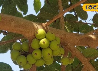 Amla Benefits: विटामिन C का खजाना है भगवान विष्णु का ये प्रिय फल, खाने से छूमंतर होगी पेट की बीमारी, रोशनी बढ़ाने में कारगर