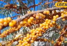 आंवले से ज्यादा गुणकारी है ये फल, विटामिन सी का भंडार, कैंसर से लड़ने में करता है मदद!