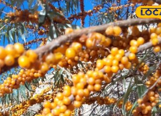 आंवले से ज्यादा गुणकारी है ये फल, विटामिन सी का भंडार, कैंसर से लड़ने में करता है मदद!