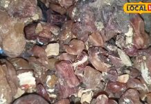 Sahjan Ki Gond Ke Fayde: बहुत तिकड़म करती है ये औषधि…ब्लड प्रेशर से लेकर लीवर तक के लिए फायदेमंद, पाचन तंत्र को कर देगी दुरुस्त!