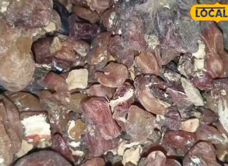 Sahjan Ki Gond Ke Fayde: बहुत तिकड़म करती है ये औषधि…ब्लड प्रेशर से लेकर लीवर तक के लिए फायदेमंद, पाचन तंत्र को कर देगी दुरुस्त!