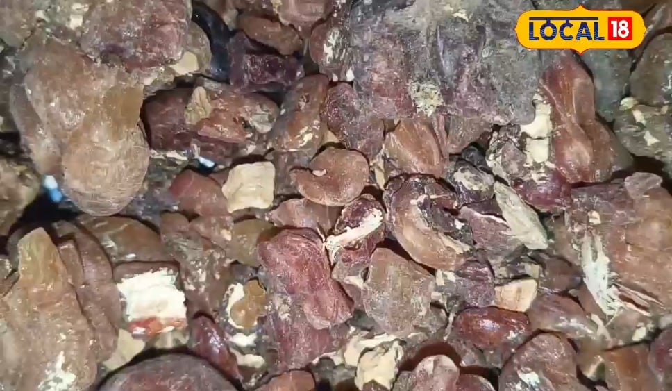 Sahjan Ki Gond Ke Fayde: बहुत तिकड़म करती है ये औषधि…ब्लड प्रेशर से लेकर लीवर तक के लिए फायदेमंद, पाचन तंत्र को कर देगी दुरुस्त!