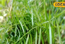 झाड़ी जैसा दिखने वाला ये पौधा महिलाओं के लिए वरदान… 5 फायदे जान हो जाएंगे हैरान