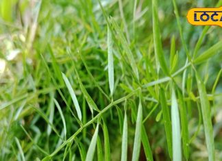 झाड़ी जैसा दिखने वाला ये पौधा महिलाओं के लिए वरदान… 5 फायदे जान हो जाएंगे हैरान