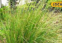 इस घास के बिना अधूरी है कोई भी पूजा, जोड़ों के दर्द का है रामबाण इलाज, खाने से पाचन क्षमता होगी मजबूत – Bharat.one हिंदी