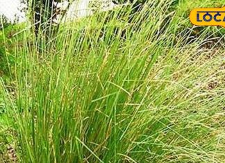 इस घास के बिना अधूरी है कोई भी पूजा, जोड़ों के दर्द का है रामबाण इलाज, खाने से पाचन क्षमता होगी मजबूत – Bharat.one हिंदी