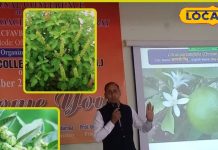 Ayurvedic Plant: साक्षात भगवान का वरदान है ये पौधा, मानव शरीर के लिए है अमृत, इससे जड़ से खत्म होगी सभी बीमारी