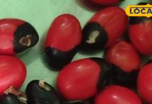 इस अनछुई औषधि में है कई बीमारियों का इलाज! तंत्र-मंत्र में भी होता है प्रयोग, डायबिटीज मरीजों के लिए अमृत