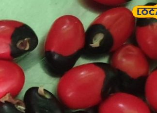 इस अनछुई औषधि में है कई बीमारियों का इलाज! तंत्र-मंत्र में भी होता है प्रयोग, डायबिटीज मरीजों के लिए अमृत