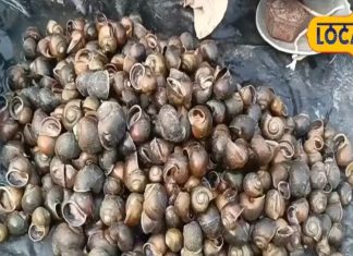 मटन..मछली का बाप है इस जीव का मांस, आयरन, प्रोटीन का खजाना, किडनी और लिवर की बीमारी जड़ से हो जाएगी खत्म