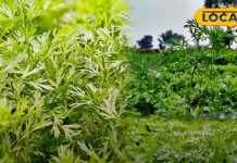 सर्दियों के मौसम में 2 महीने मिलने वाली इस सब्जी के पत्ते हैं सेहत का खजाना, जानें इसके चमत्कारी फायदे