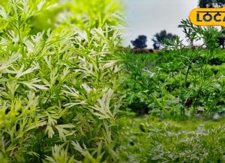 सर्दियों के मौसम में 2 महीने मिलने वाली इस सब्जी के पत्ते हैं सेहत का खजाना, जानें इसके चमत्कारी फायदे