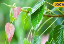 पत्ता या फिर अमृत…..पीलिया-डायबिटीज का काल, लिवर का टॉनिक, आंतों के संक्रमण में भी रामबाण,जानें उपयोग