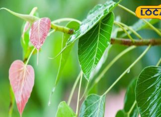 पत्ता या फिर अमृत…..पीलिया-डायबिटीज का काल, लिवर का टॉनिक, आंतों के संक्रमण में भी रामबाण,जानें उपयोग