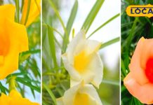 औषधीय गुणों का खान है यह फूल, माता लक्ष्मी को भी है अति प्रिय