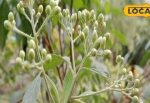 सेहत के लिए अमृत से कम नहीं पौधा, डायबिटीज को जड़ से कर देता है खत्म, जानें उपयोग