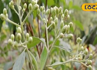 सेहत के लिए अमृत से कम नहीं पौधा, डायबिटीज को जड़ से कर देता है खत्म, जानें उपयोग